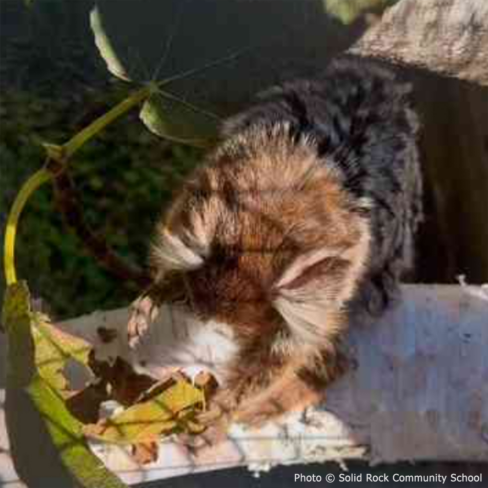 Funded: Help Teko the Marmoset Swing Back to Health