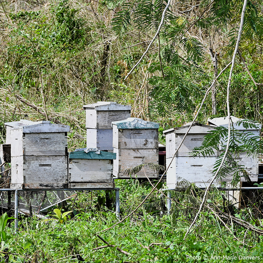 Help Save Bees Impacted by Hurricane Melissa