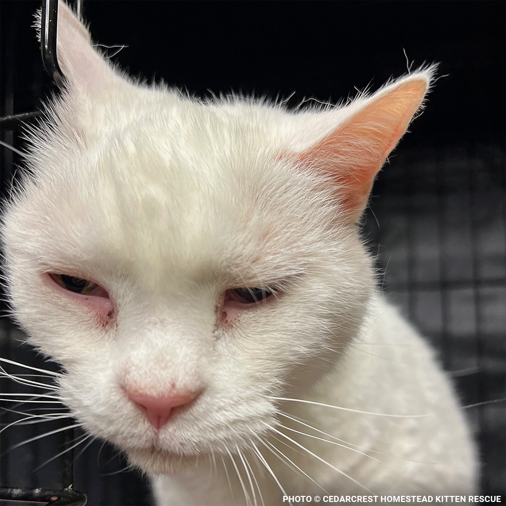 Funded: Help Senior Cat Monet Recover from a Collapsed Lung