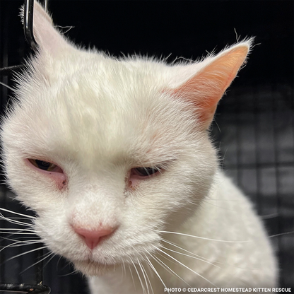 Funded: Help Senior Cat Monet Recover from a Collapsed Lung