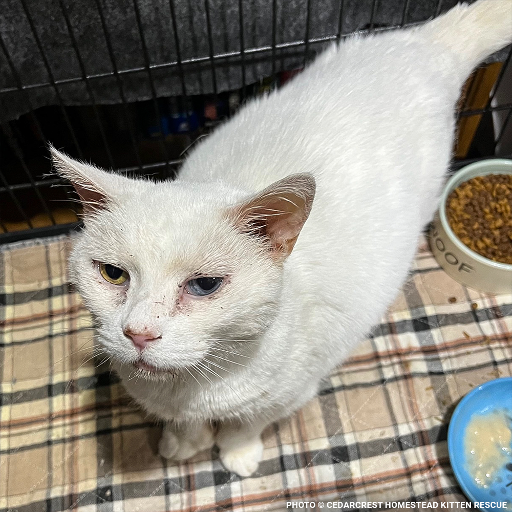 Funded: Help Senior Cat Monet Recover from a Collapsed Lung