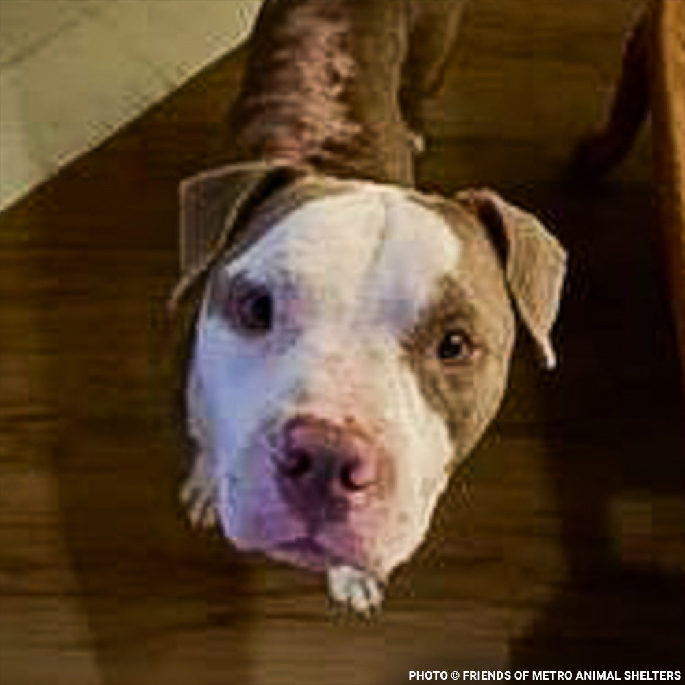 National Feed a Rescue Pet Week - Provide 3 Million Meals for Pets in Need