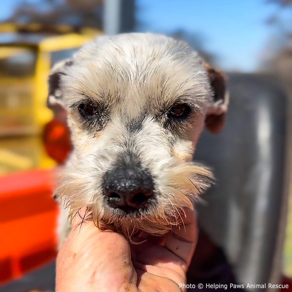 National Feed a Rescue Pet Week - Provide 3 Million Meals for Shelter Pets