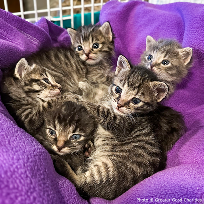 National Feed a Rescue Pet Week - Provide 3 Million Meals for Shelter Pets