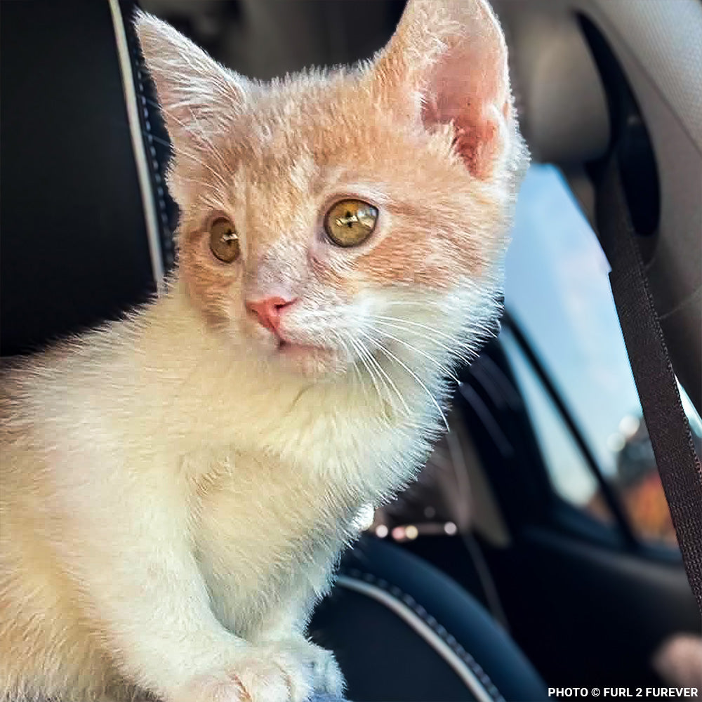 National Feed a Rescue Pet Week - Provide 3 Million Meals for Pets in Need