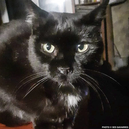 Wildfires Left Nit with Severely Burned Paws