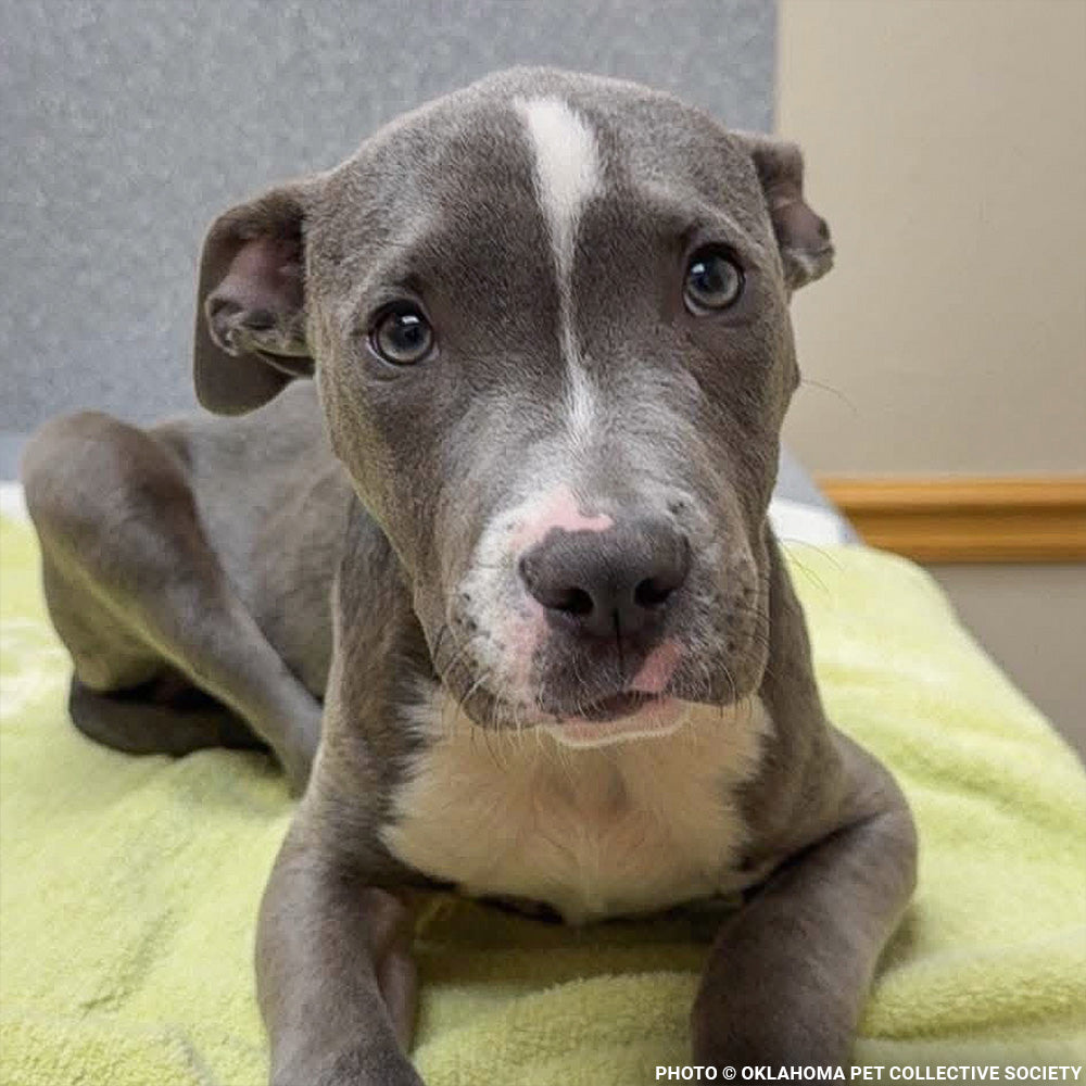 Abused Noah Has Two Broken Legs and Needs Emergency Surgery to Walk Again