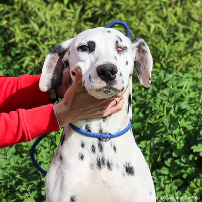 Funded: Blind Dalmatian Surrendered with Bullet Fragments in Her Head Needs Your Support to Heal