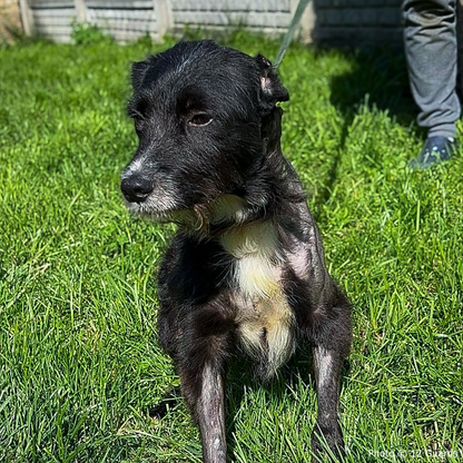 Funded: Help Ukraine Dog Found in Rubble of Destroyed Building Get Emergency Surgery