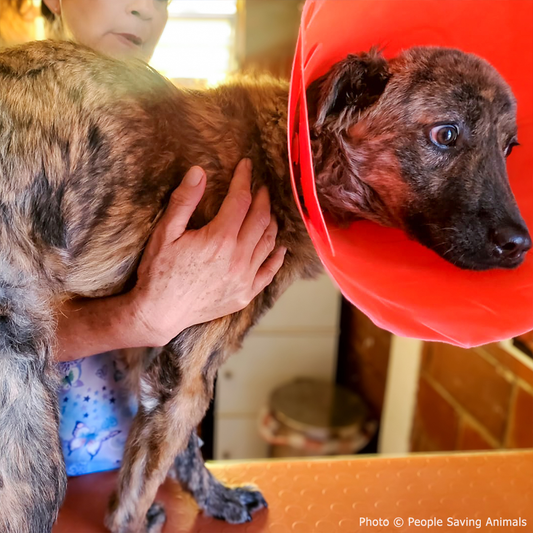 Street Dog Covered in Infected Wounds Needs Your Help to Heal