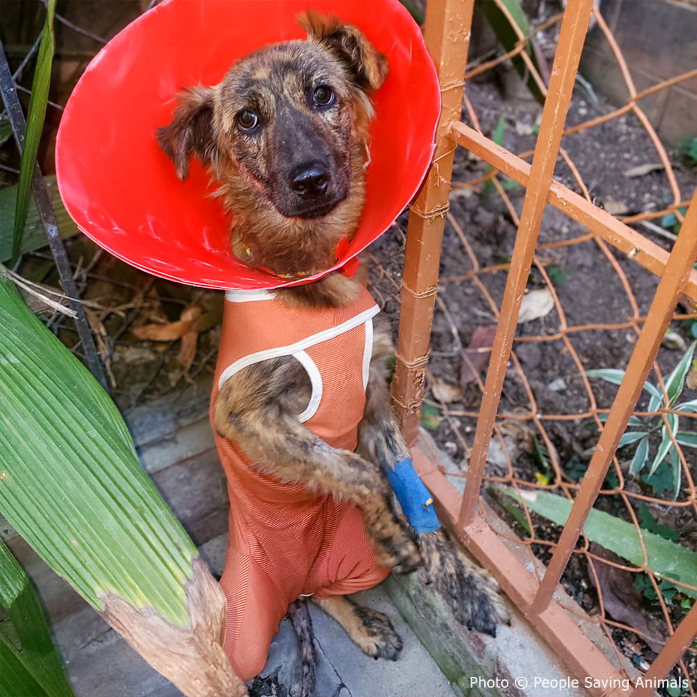 Funded: Street Dog Covered in Infected Wounds Needs Your Help to Heal