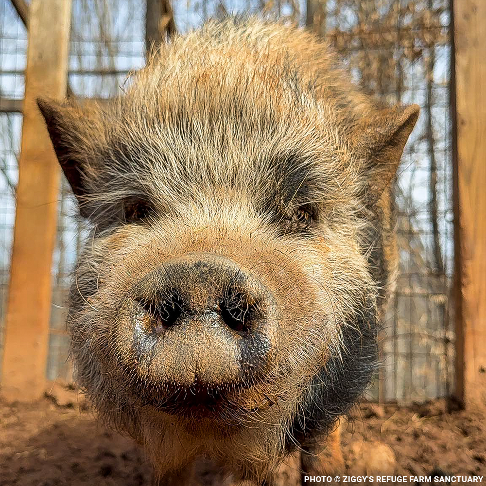 More Than 160 Pigs Rescued From Neglect Need Medical Care