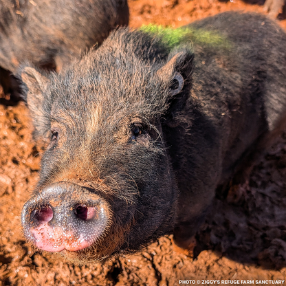 More Than 160 Pigs Rescued From Neglect Need Medical Care