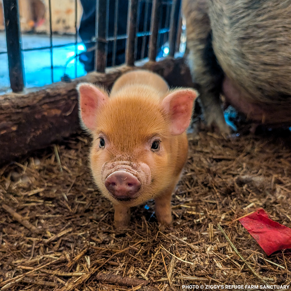 More Than 160 Pigs Rescued From Neglect Need Medical Care