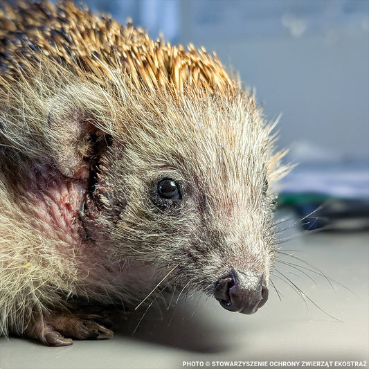 Sick, Vulnerable, and Fighting to Heal - Two Hedgehogs Need a Lifeline