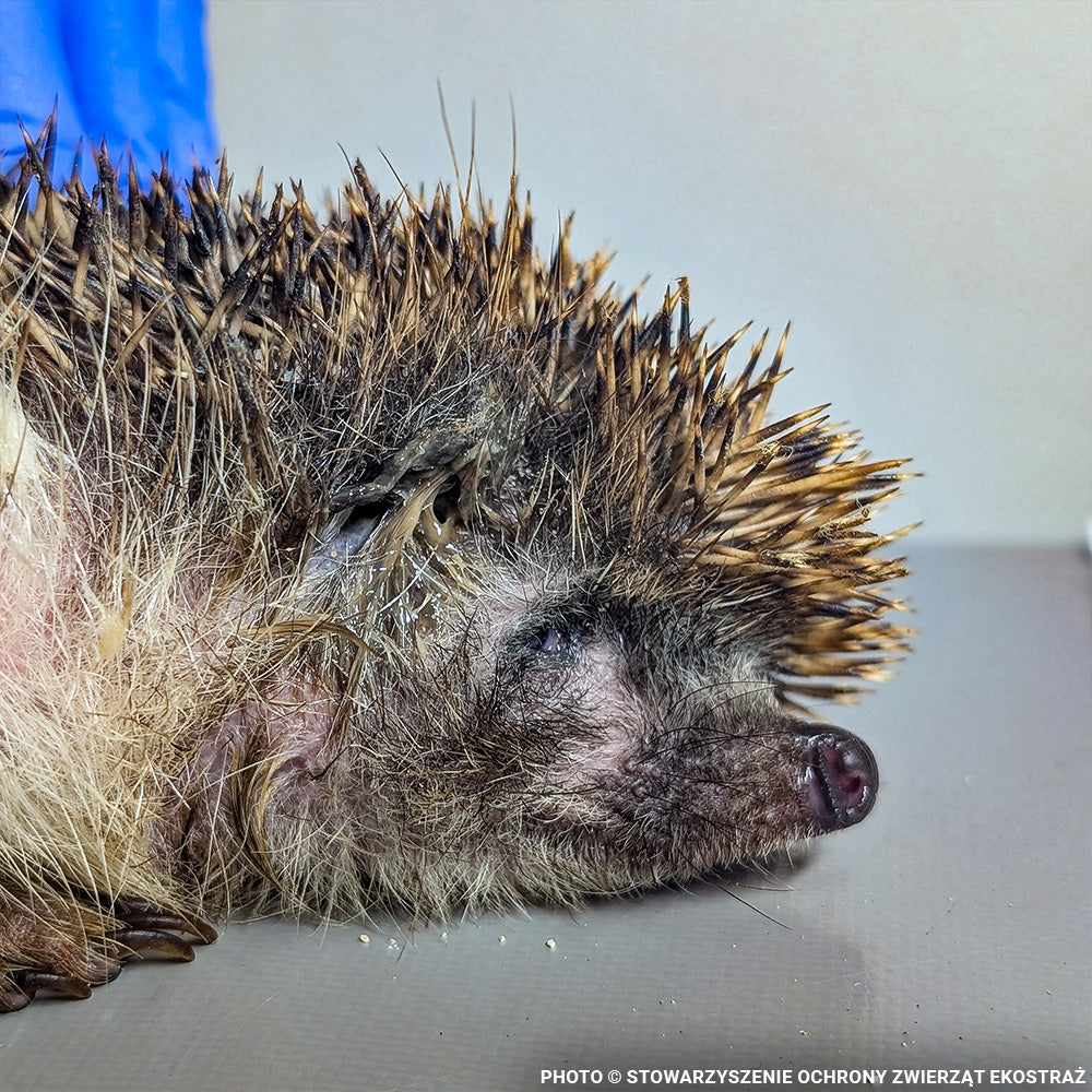 Sick, Vulnerable, and Fighting to Heal - Two Hedgehogs Need a Lifeline