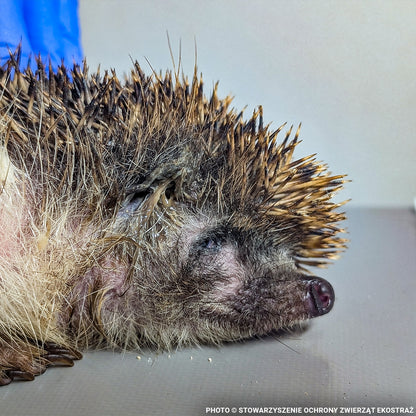 Sick, Vulnerable, and Fighting to Heal - Two Hedgehogs Need a Lifeline