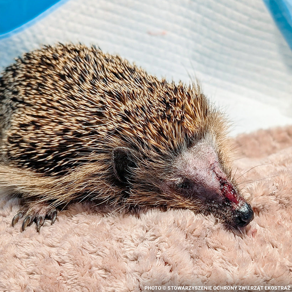 Sick, Vulnerable, and Fighting to Heal - Two Hedgehogs Need a Lifeline