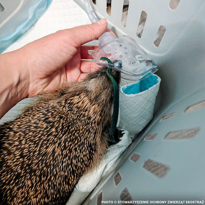 Sick, Vulnerable, and Fighting to Heal - Two Hedgehogs Need a Lifeline