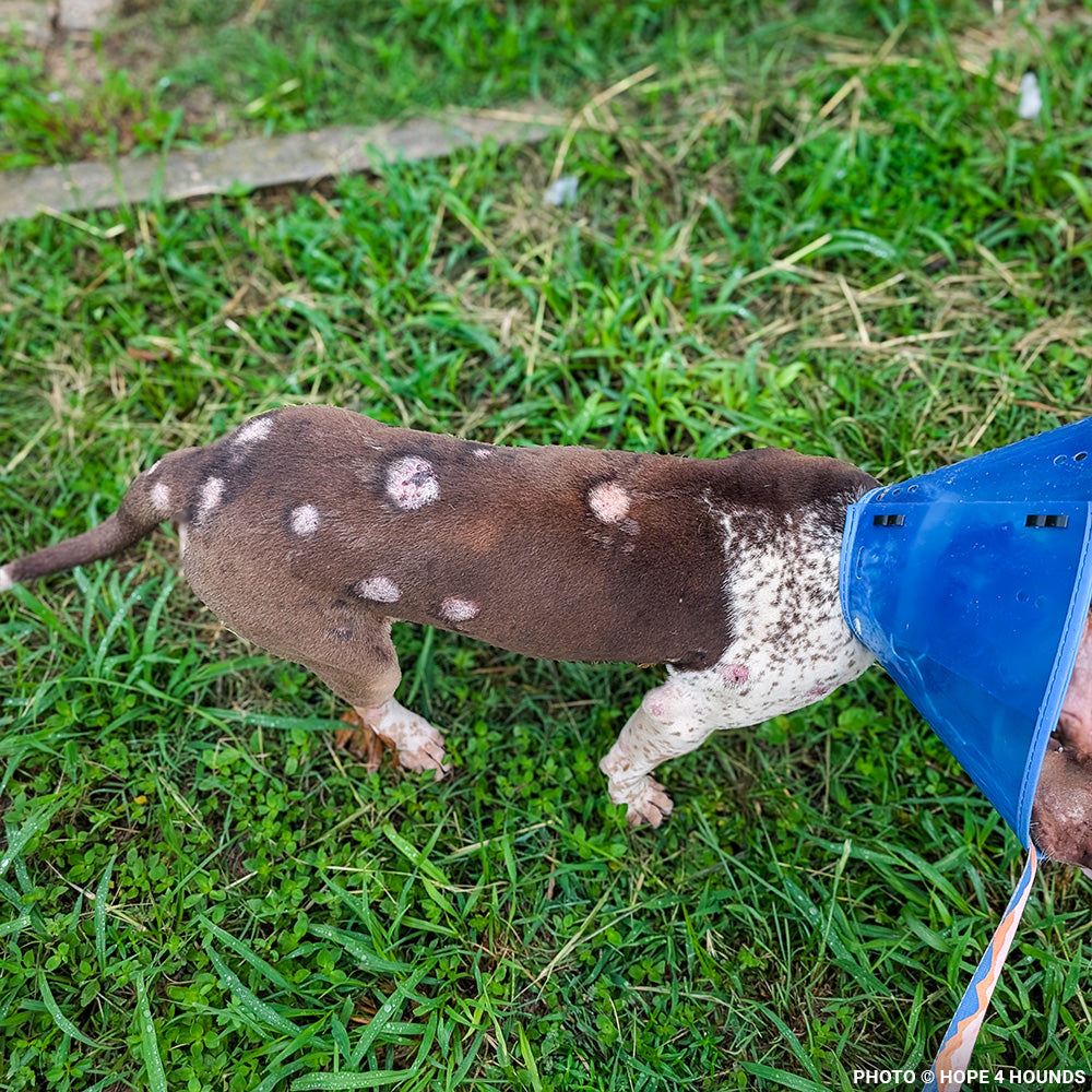 Rainbow Survived Cruelty - Now She Needs Help Healing and Learning to Trust Again