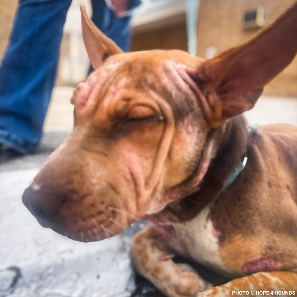 Rainbow Survived Cruelty - Now She Needs Help Healing and Learning to Trust Again