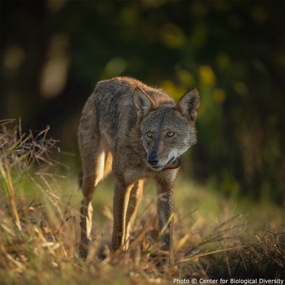 Help Save Endangered Red Wolves