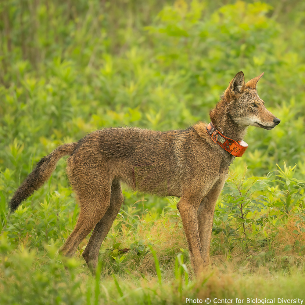 Help Save Endangered Red Wolves