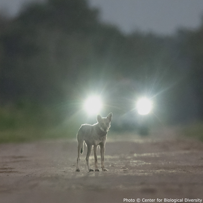 Help Save Endangered Red Wolves