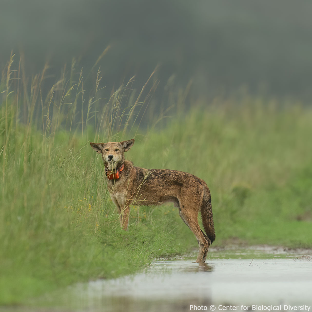 Help Save Endangered Red Wolves