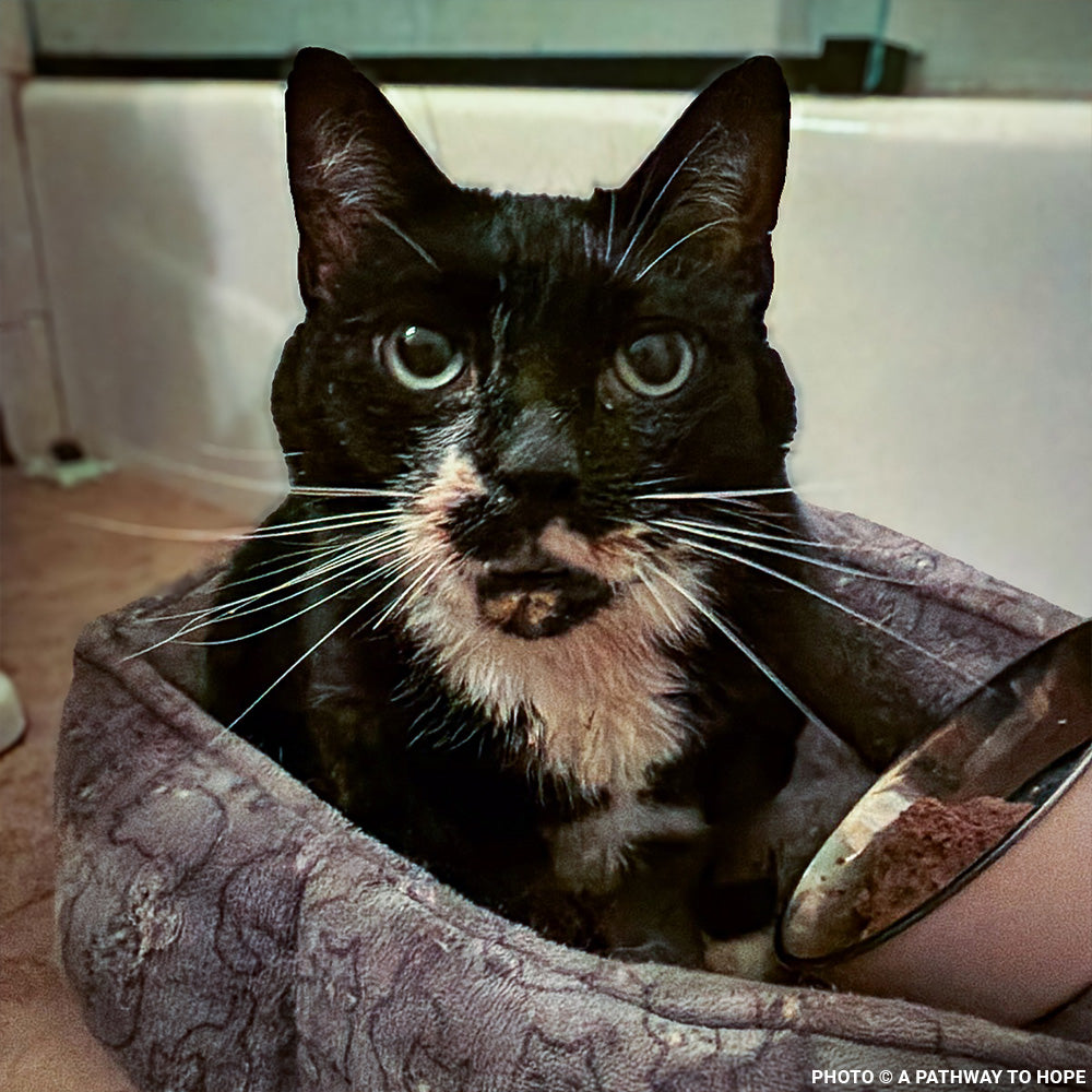 Senior Cat Roma Attacked by Four Dogs Needs Surgery to Recover