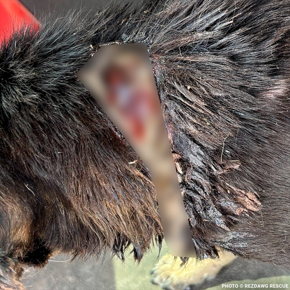 Support Rusty's Recovery After Gruesome Animal Attack