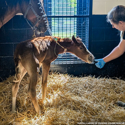Newborn Horse is Fighting for Her Life- Help Save Saffron