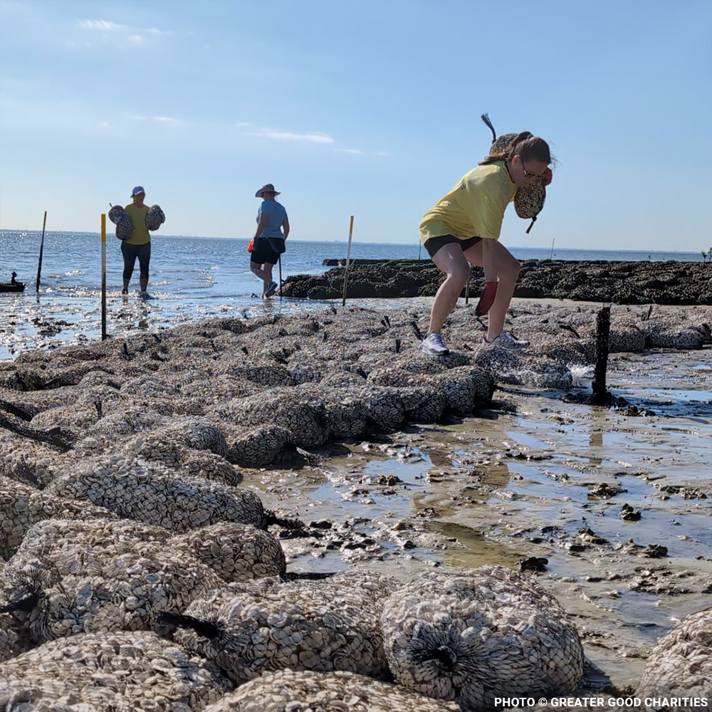 Restore Destroyed Shorelines & Coastal Habitats
