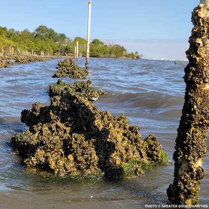 Restore Destroyed Shorelines & Coastal Habitats