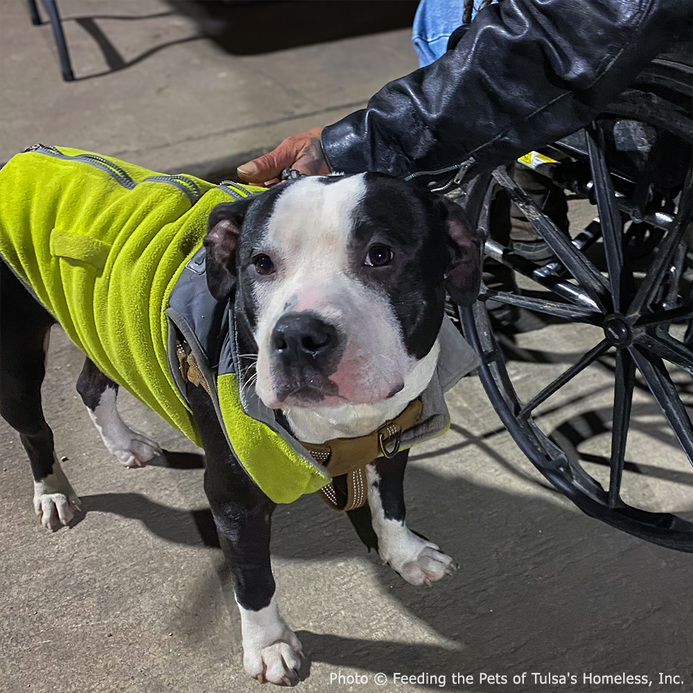 SNAP Payments On Hold: Keep Families and Their Pets Fed