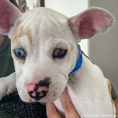 Funded: Shelter Puppy with Ruptured Eye Needs Your Support to Heal