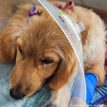 Struck by Car, Susie Needs Your Help