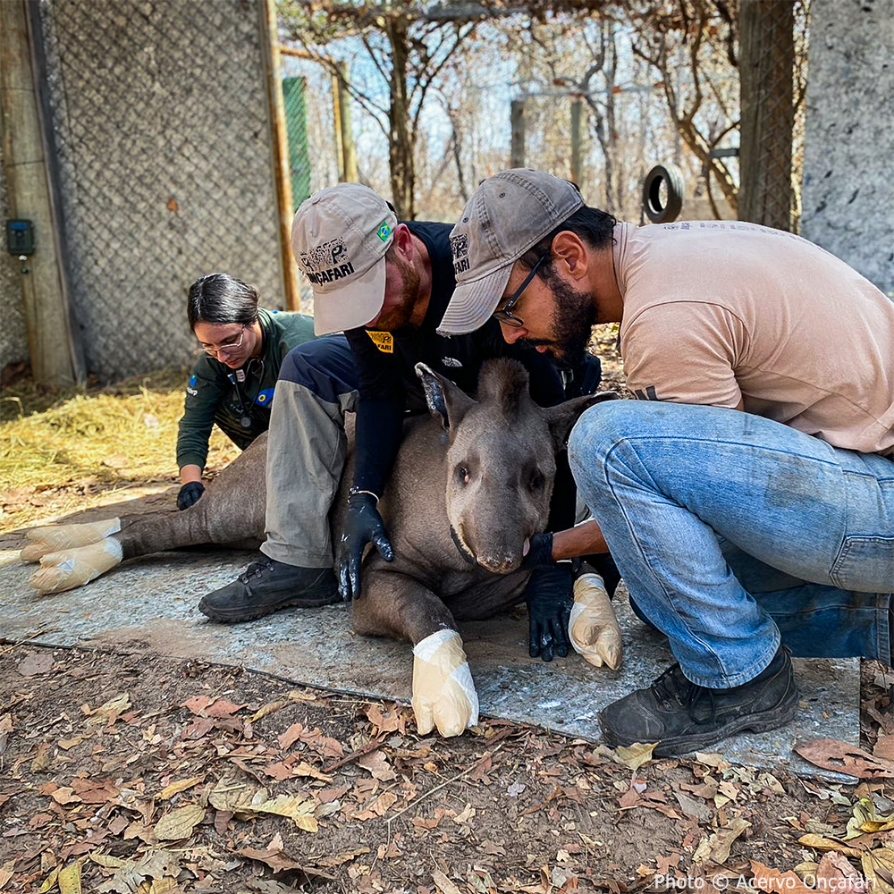 Help Tapirs Burned During Wildfires