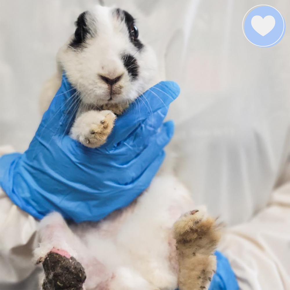 Funded: Help Tissaia the Rabbit Recover From Trauma