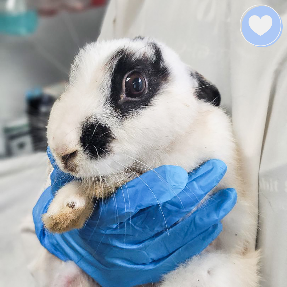 Funded: Help Tissaia the Rabbit Recover From Trauma