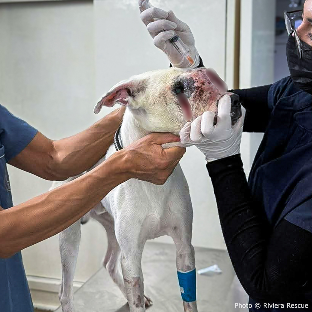 Funded: Save Neglected Dog with Bleeding Mass and Life-Threatening Disease