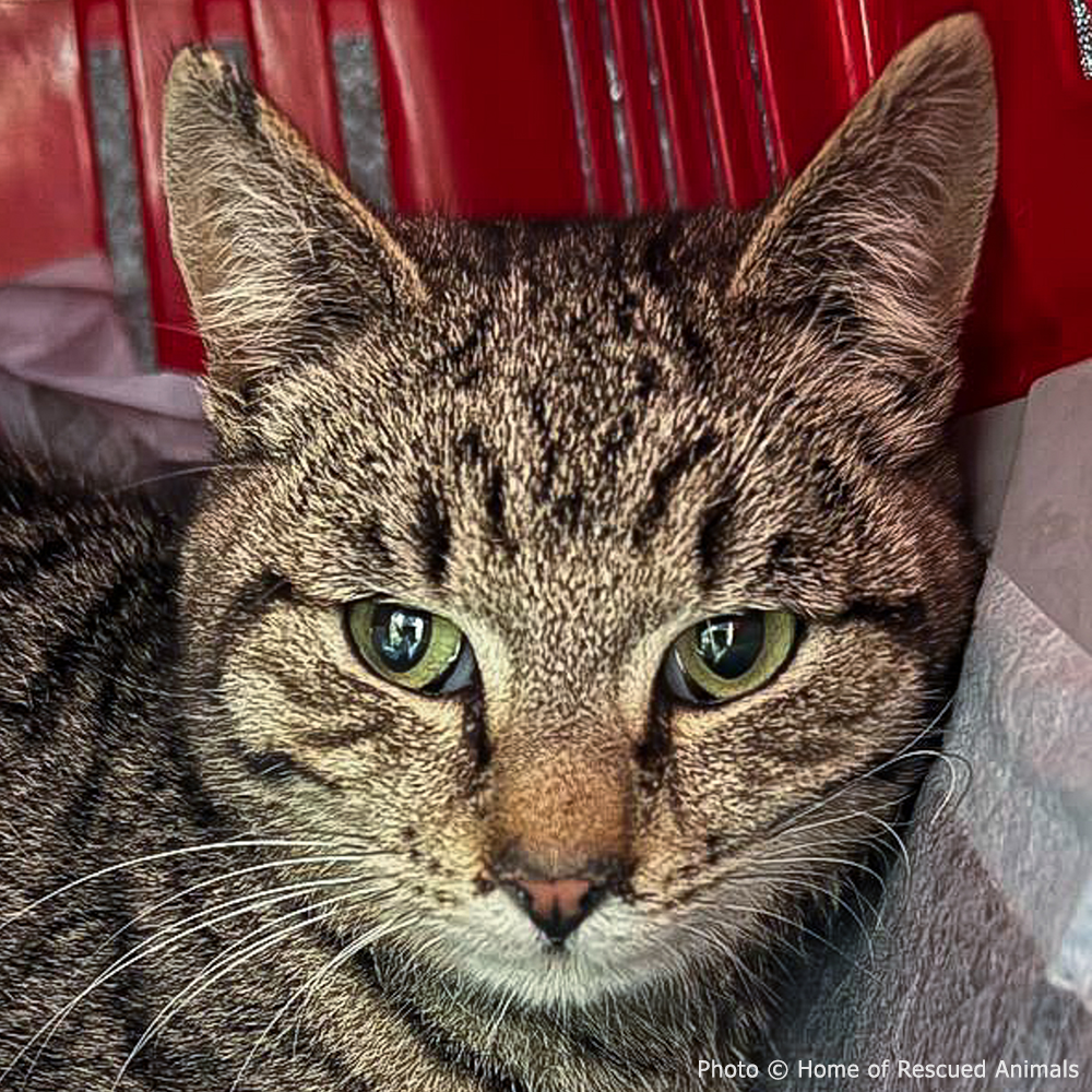 Funded: Give Cat With Crushed Front Legs Second Chance He Deserves