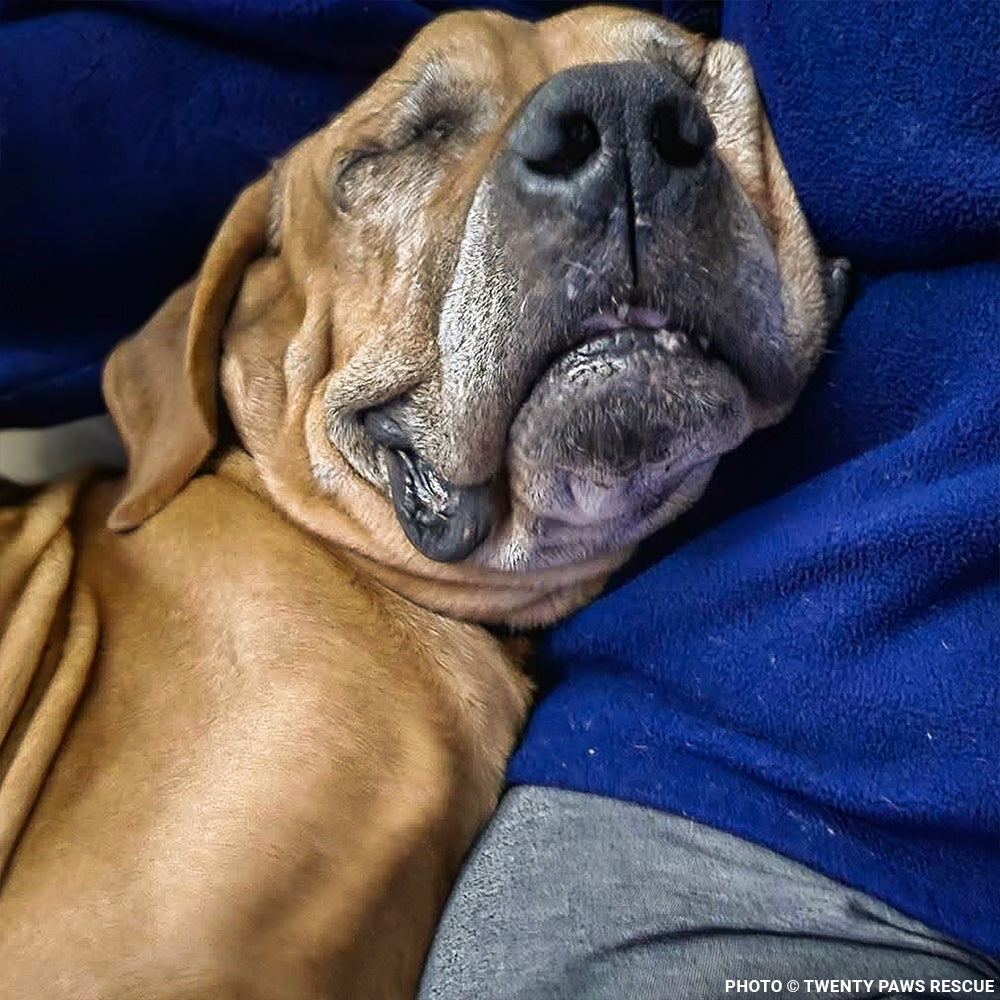 Support Senior Dog Wally as He Recovers from Severe Malnutrition