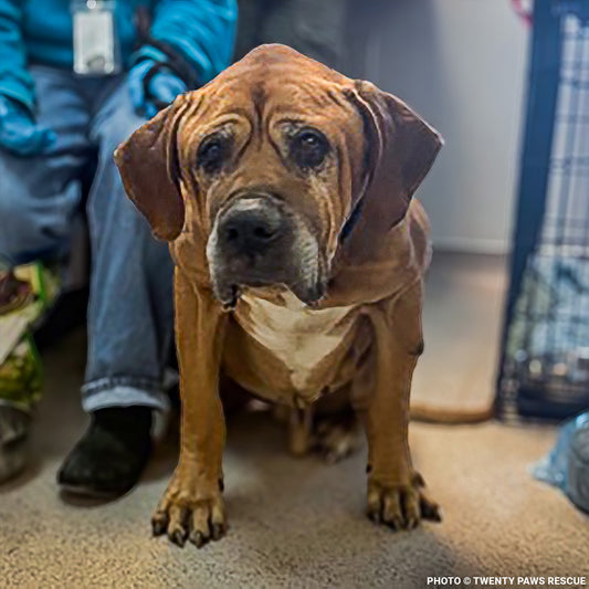 Support Senior Dog Wally as He Recovers from Severe Malnutrition