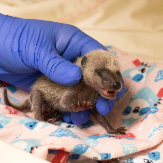 URGENT: Help Wildlife Injured in the Southern California Wildfires