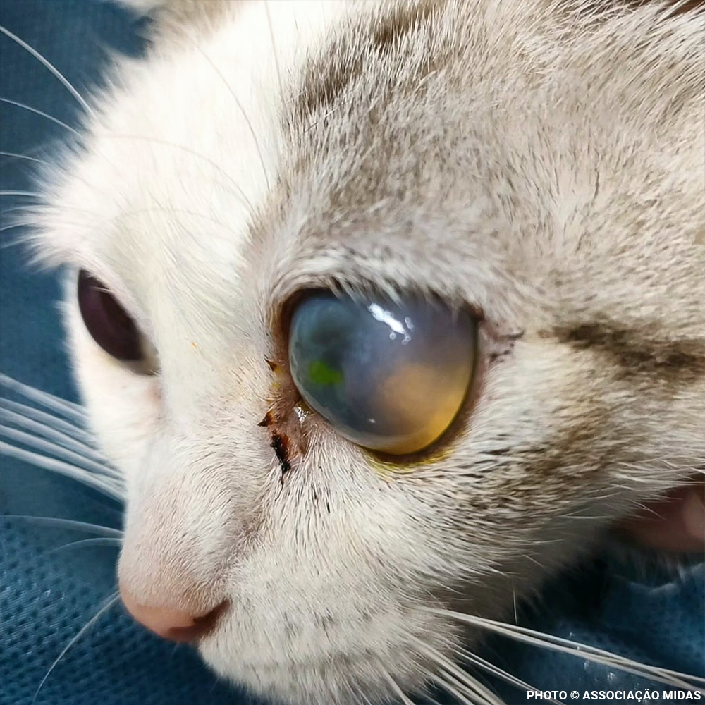 Funded: Abandoned Willow Now Needs Multiple Eye Operations