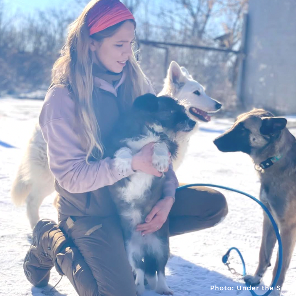 Protect Hundreds of Dogs from the Horrors of War