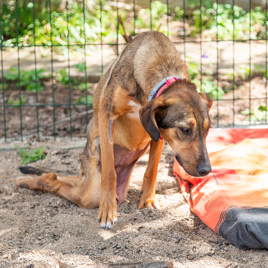 Give Wheels to Special Needs Pets
