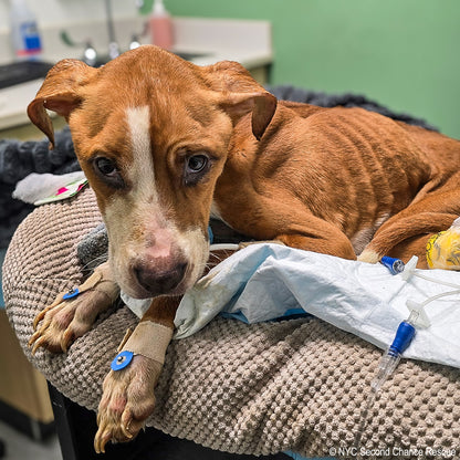 National Feed a Rescue Pet Week - Provide 3 Million Meals for Pets in Need