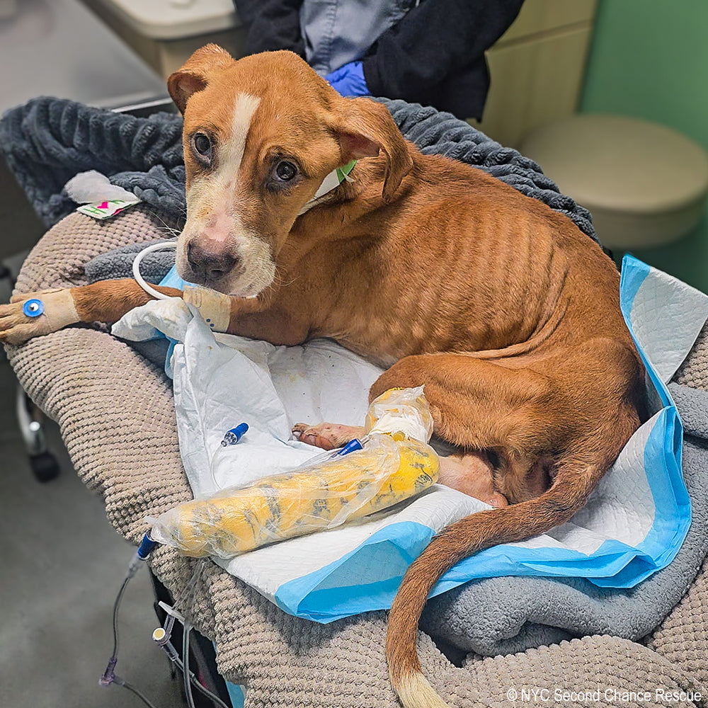 National Feed a Rescue Pet Week - Provide 3 Million Meals for Pets in Need